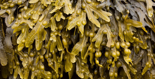 Organic Seamoss and Bladderwrack image 1