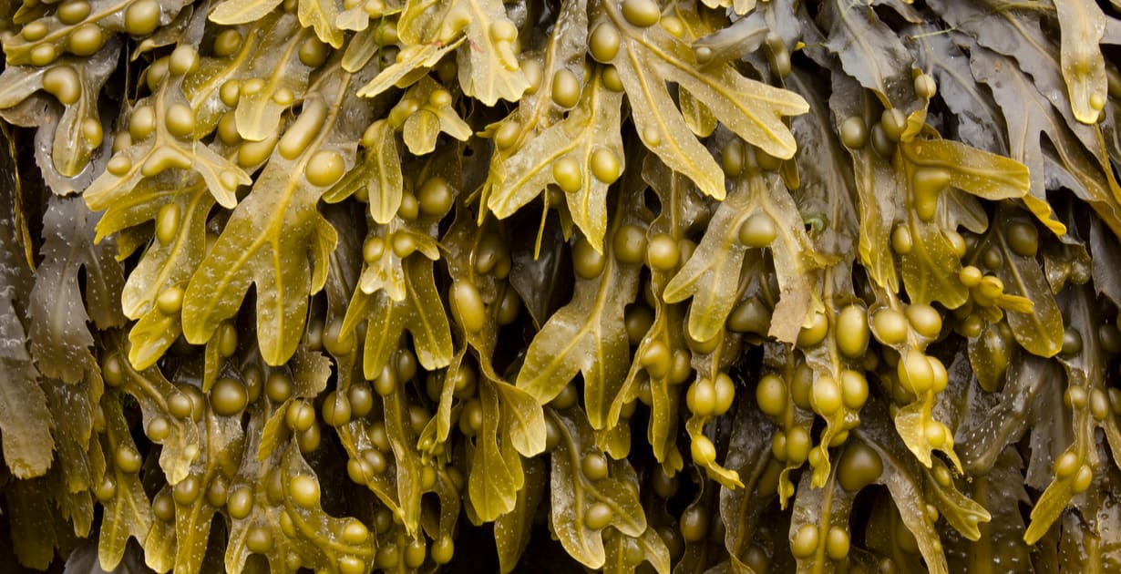 Organic Seamoss and Bladderwrack image 1